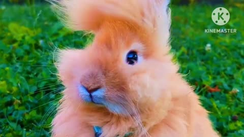Cute☺️ Baby🐇Rabbits Playing,Feeding Activities | Bunny Rabbit (Baby Rabbits)