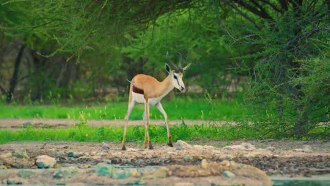 Nature Documentary Film ( Music Relax ) Amazing Wildlife of Botswana