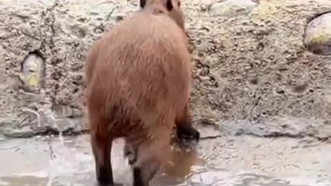 No traction for you capybara 🤣