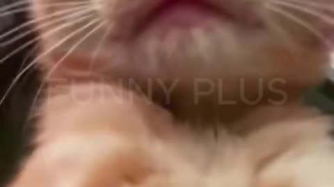 Cat funny videos