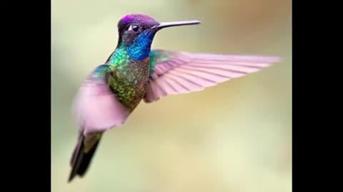 Hummingbird