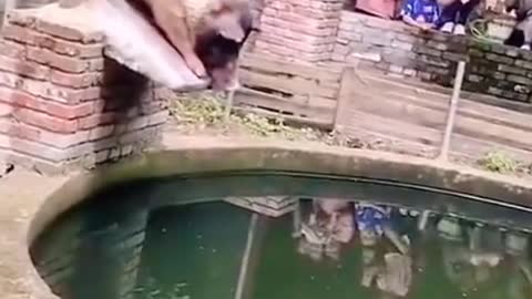 Wheehee - pig goes for a dive, er belly splash