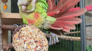 Rio the Cinnamon Conure Massages His Head with Tail Feather