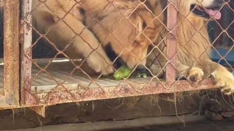 The moment when two dogs fight for food