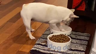 French Bulldog Plays With Water Bowl