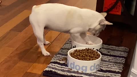French Bulldog Plays With Water Bowl