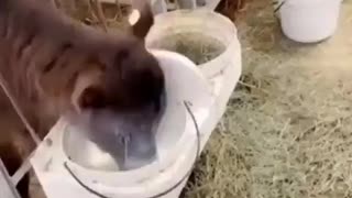 Calf blows milk out of her nose