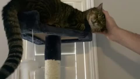 Cute cat on cat tower