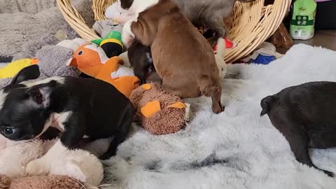 Boston Puppies Cuteness Overload