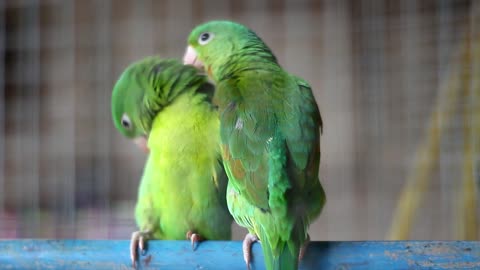 Two beautiful birds brushing their feathers