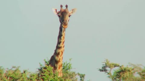 A giraffe peers over the treetops
