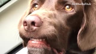 Brown dog shows teeth in car