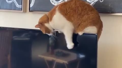 Kitty Cat Takes Out TV