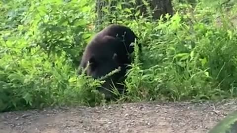 Curious Black Bear Greets Couple In Tennessee