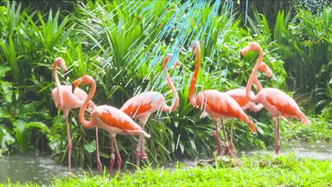 Incredible Pink Birds / Water Flamingo