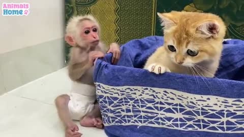 BiBi monkey teach Ody cat to play with toys