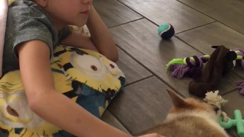 Pembroke Welsh Corgi Puppy Belly Rub