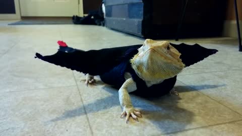 Bearded Dragon models movie-inspired dragon outfit