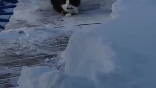 Cat in the snow!