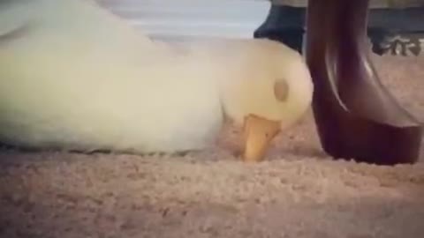 Adorable Sleepy Duck