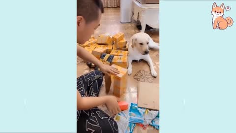 🤣Funny Dog Videos 2021🤣 🐶 It's time to LAUGH with Dog's life Cute Buddy