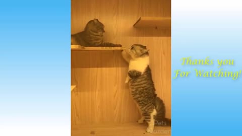 Cute and Funny Cat Videos to Keep You Smiling! :01