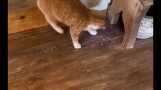 The Greatest Soccer Move By A Cat. Ever