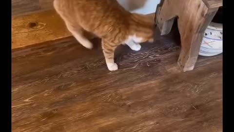 The Greatest Soccer Move By A Cat. Ever