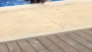 Kid tries to push friend into pool falls in with friend