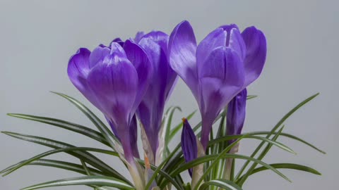 HD Crocus Blossom Flower🌺🌻🌹🌷 In The Background With Relax Music On Rumble. com