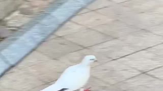 Pigeons looking for food