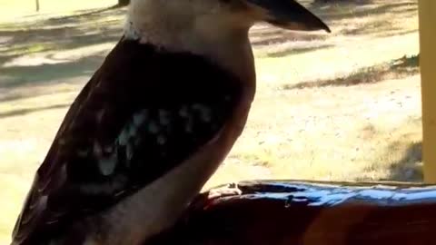 Didgeridoo Player Serenades Kookaburra