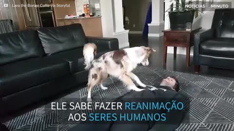 Cão aprende a fazer ressuscitação cardiopulmonar em humanos
