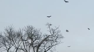 Bizarre flock of black crows