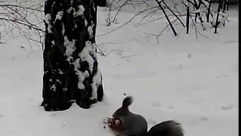 Watch this person hand feed a wild squirrel in the forest