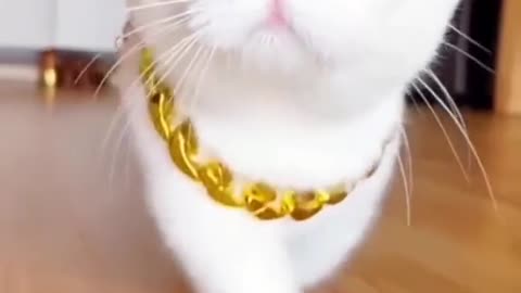 American beautiful cat 🐈🥰 viral cat video | rumble trending video