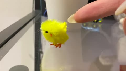 Little chicken