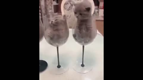 Kittens in Wine Glasses