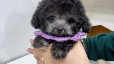 Cute puppy | blackberry puppy