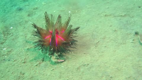 Crab Carries a Sea Urchin