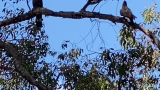 Carnaby Black Cockatoos