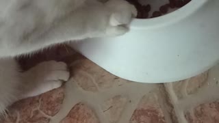 Cute cat eats friskies🐾