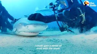 Wild Shark Recognizes Human Best Friend After They Were Separated For A Year