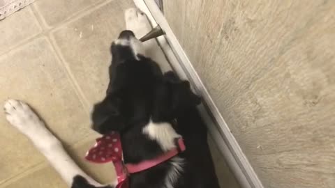 Puppy ecstatically plays with springy door stop