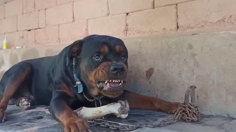 Angry- Black- Dog