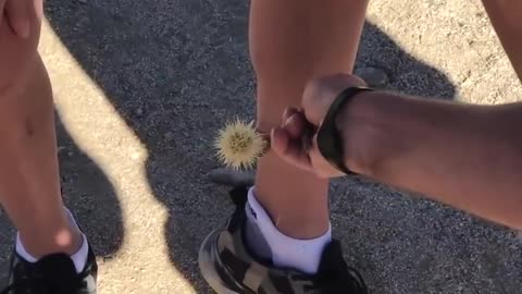 Guy Flicks Cactus From One leg to Another
