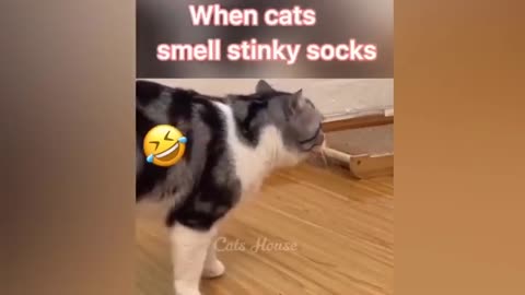 When cat smells ur stinky socks 😂😂