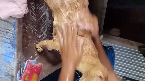 Bañando al gordito