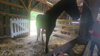 INTRODUCING MY MENNONITE NEIGHBOR'S HORSE TO WATERMELON RINDS