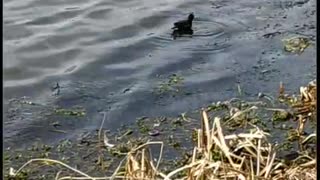 Common moorhen swimming in the lake